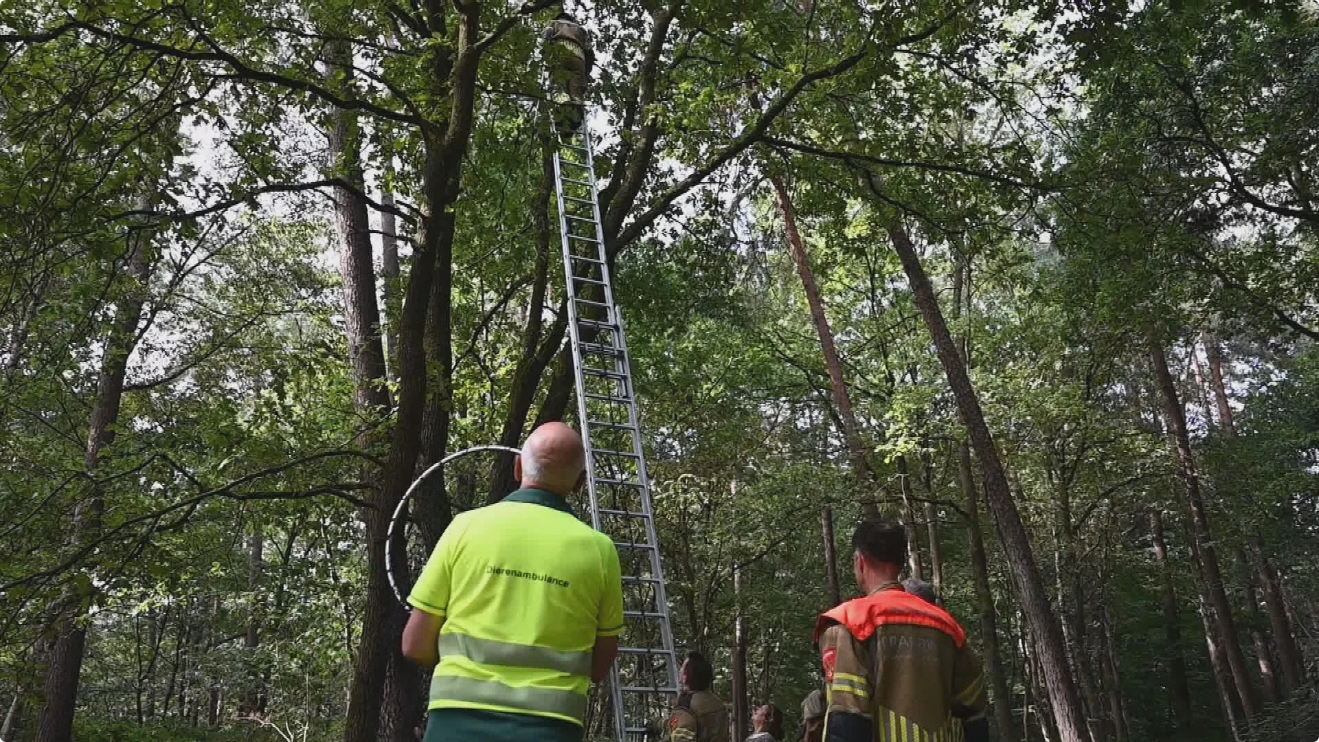De ladder van de toegesnelde brandweer bleek net iets te kort zijn Beeld: SQ Vision