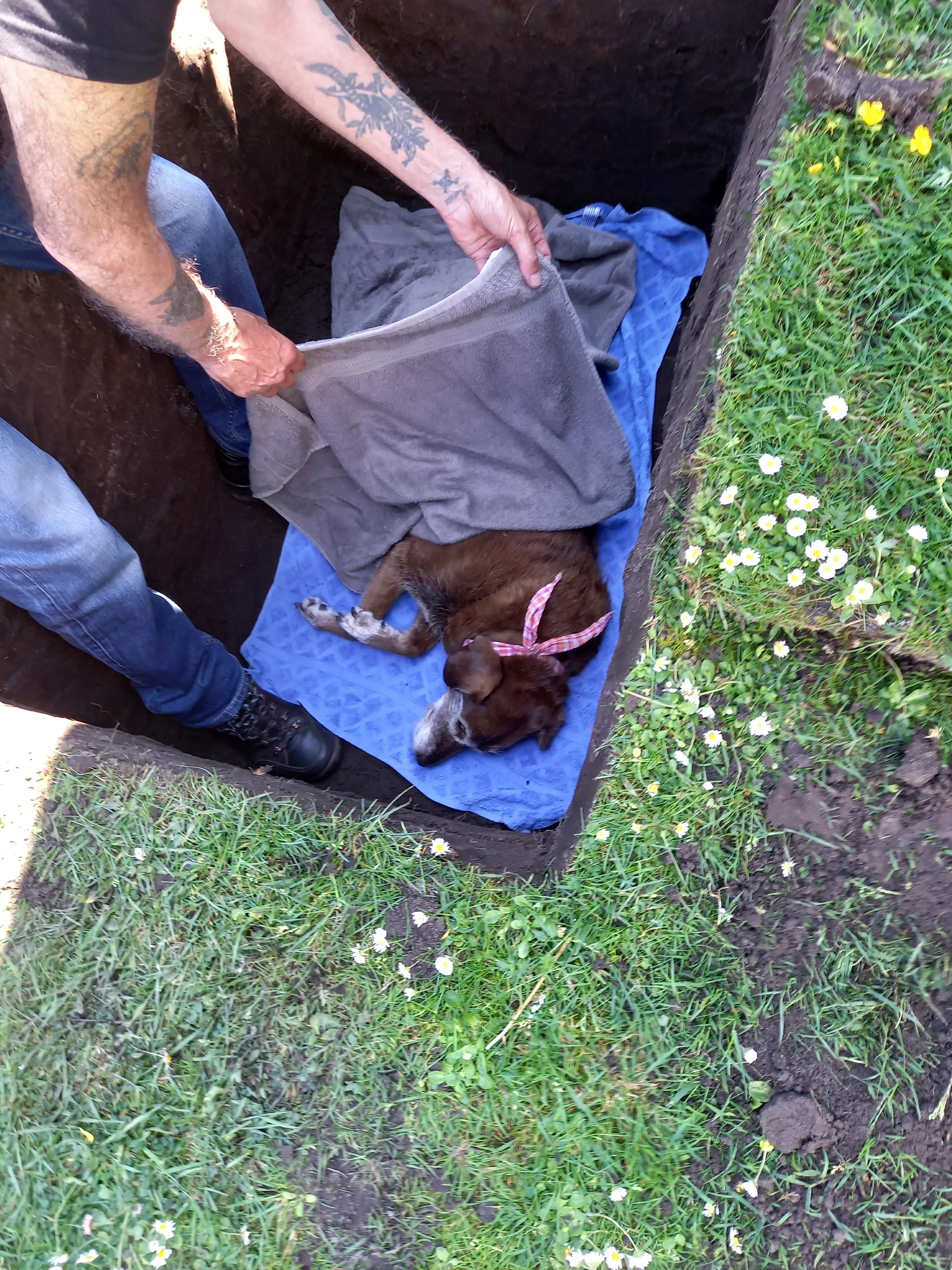 Boze buurman schopt hond Neeltje dood: 'Ze werd gewoon gelanceerd!'