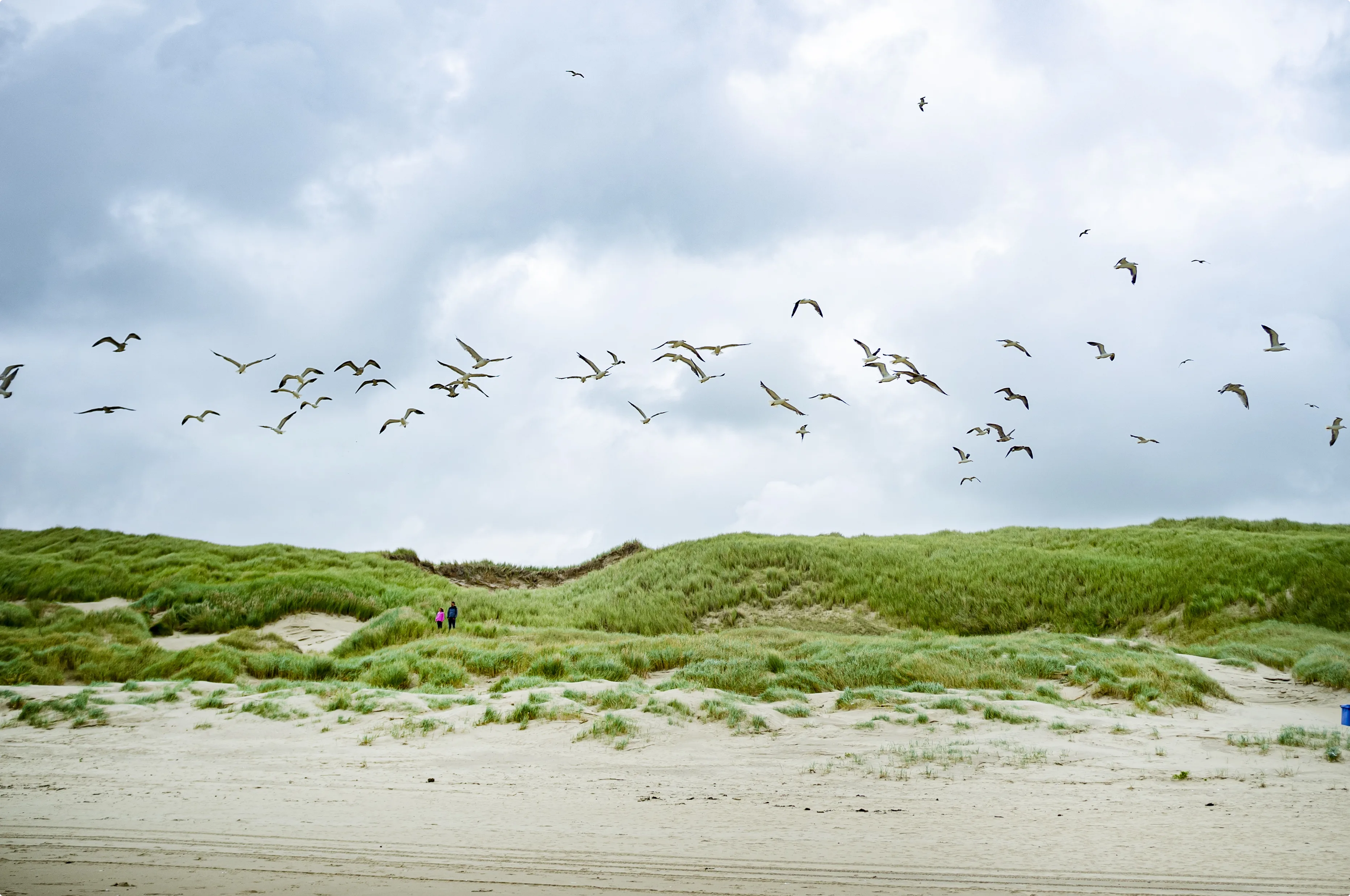 De duinen bij het strand van Egmond aan Zee. Beeld: ANP