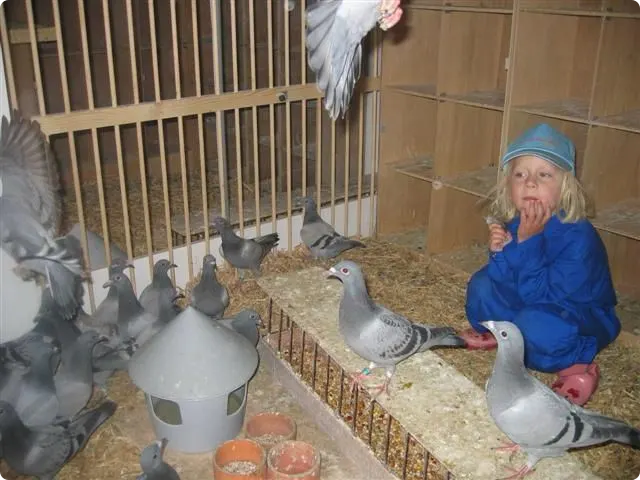 Annemijn kruipt in duivenhok