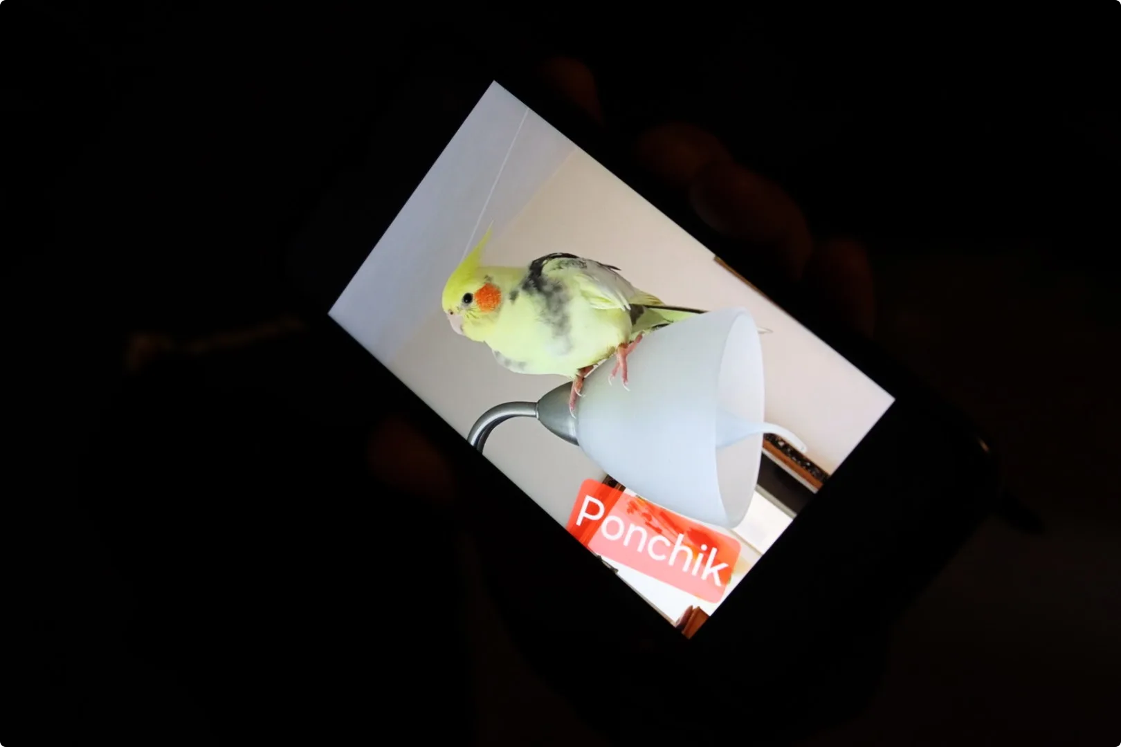 Azad laat Ponchik zien op zijn telefoon. Beeld: Flashlight Fotografie