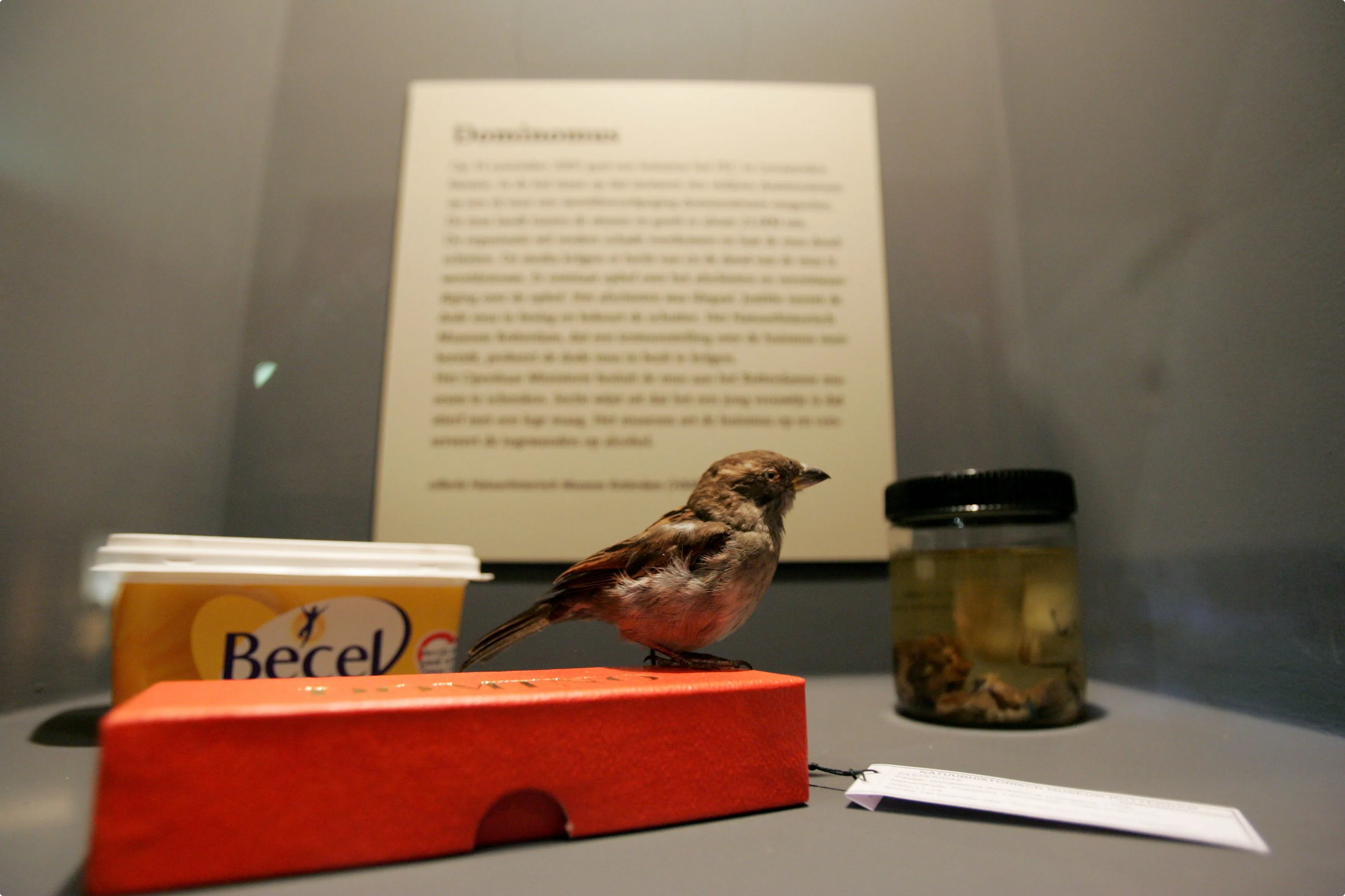 De in 2005 doodgeschoten dominomus die zefls wereldwijd nieuws werd. Beeld: ANP