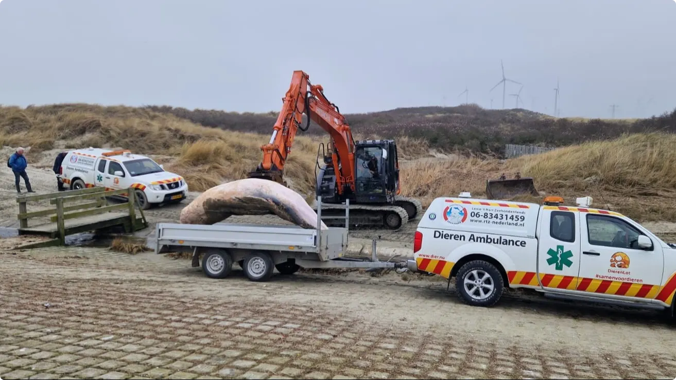 Beeld: Stichting ReddingsTeam Zeedieren