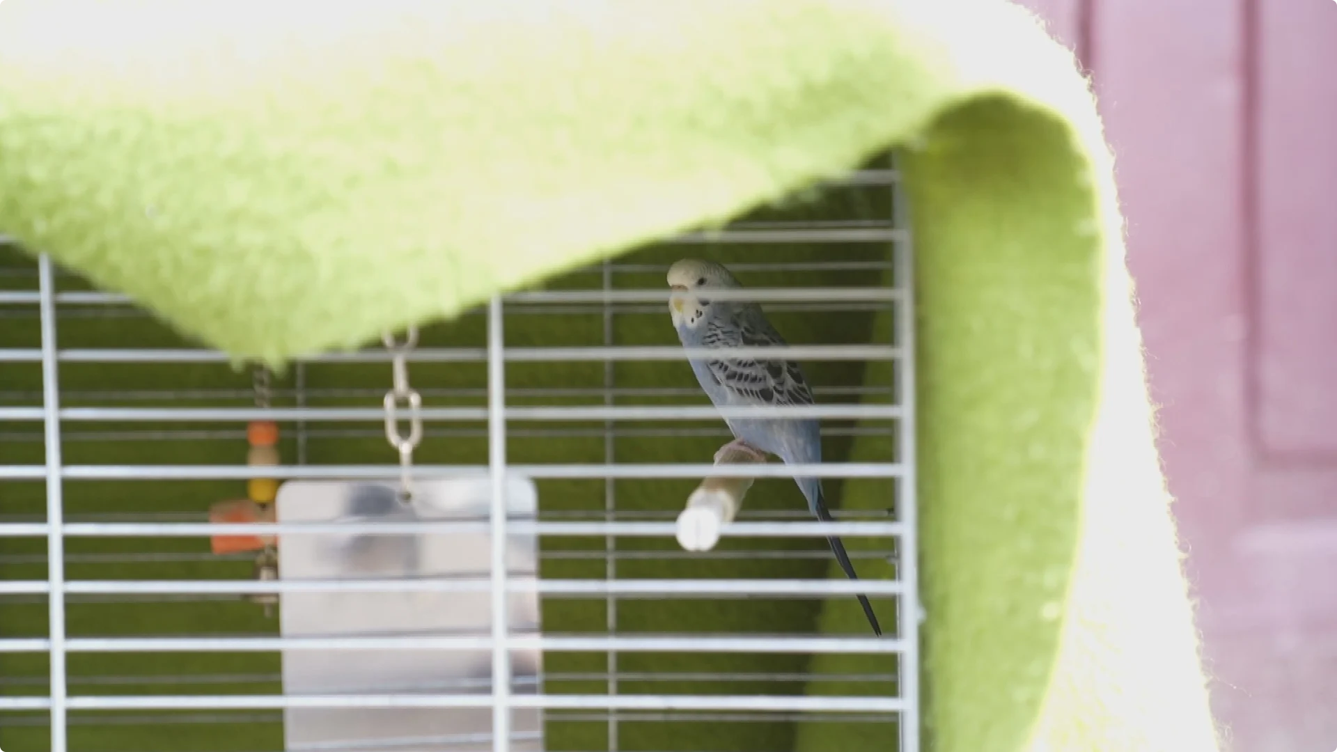 Ook deze parkiet werd uit een van de woningen gehaald. Beeld: MediaTV