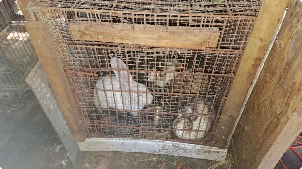 De verwaarloosde konijnen in Westerwolde. Beeld: LID