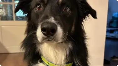 Hond met politiehalsband - beeld: Instagram politie