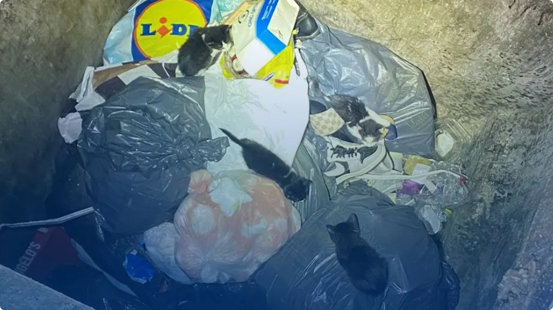 Kittens in container. Beeld: Politie Basisteam Nissewaard