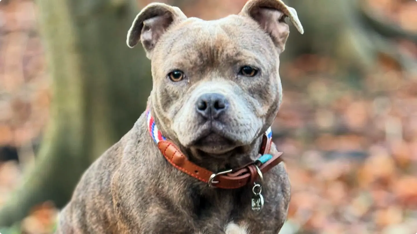 Hond Choco. Beeld: Nick van Delft