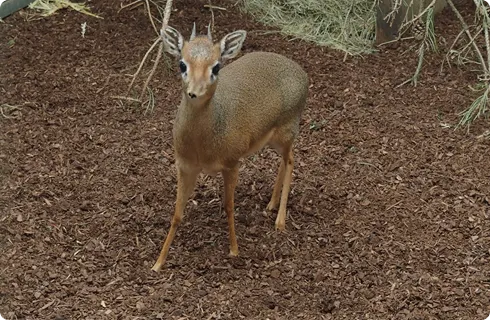 Kirk-s dikdik Beekse Bergen 1