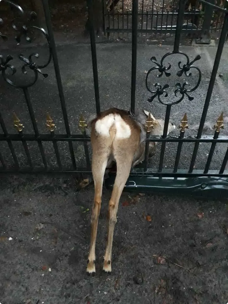 Gespietst hert op hek in Westvoorne 