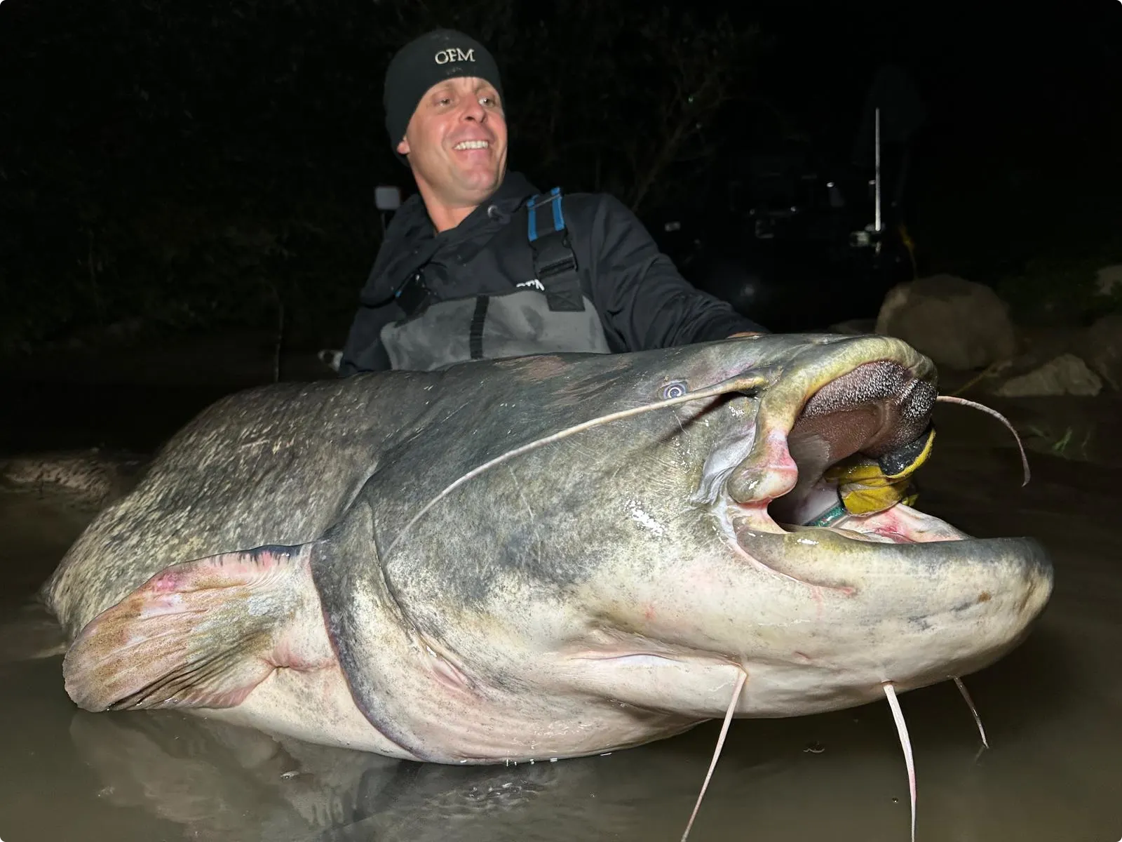 Meerval 2,46 meter. Beeld: Paul Breems