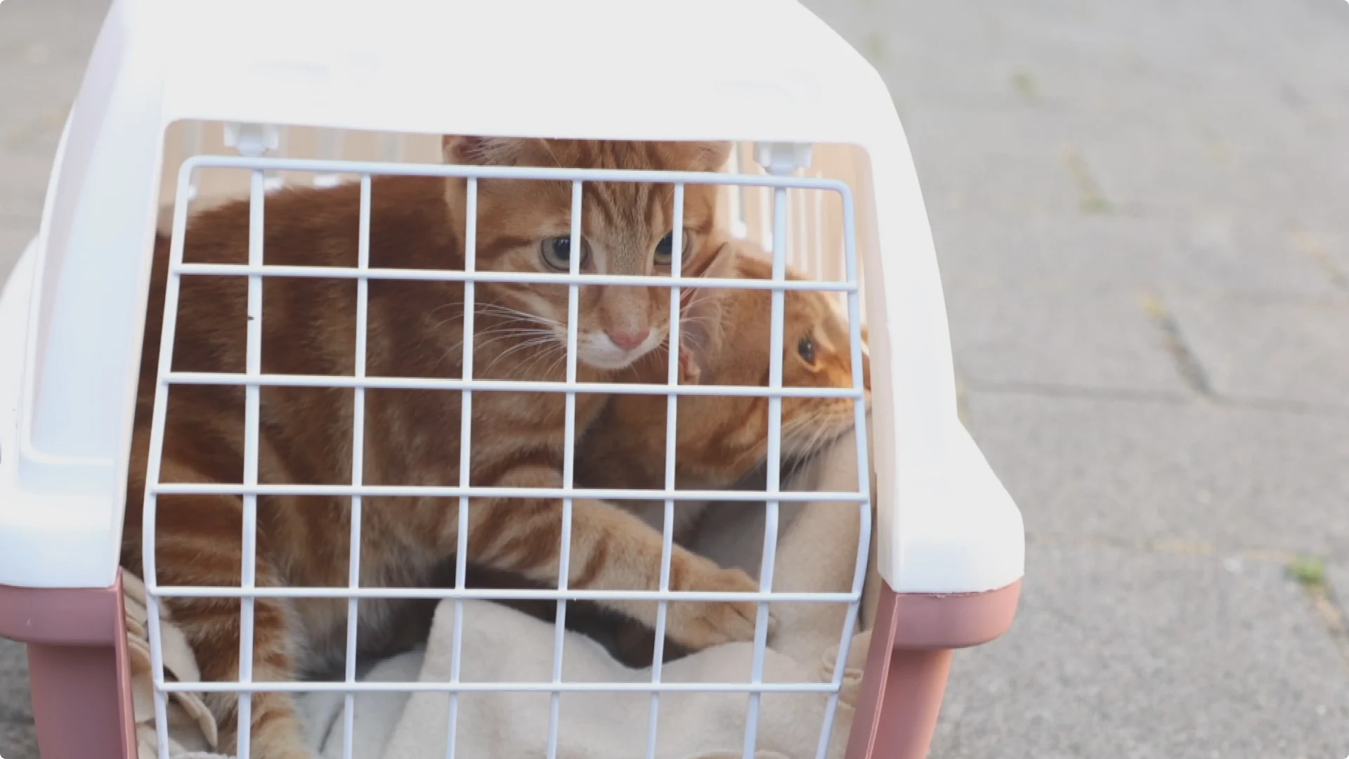 Twee van de geredde katten. Beeld Regio15