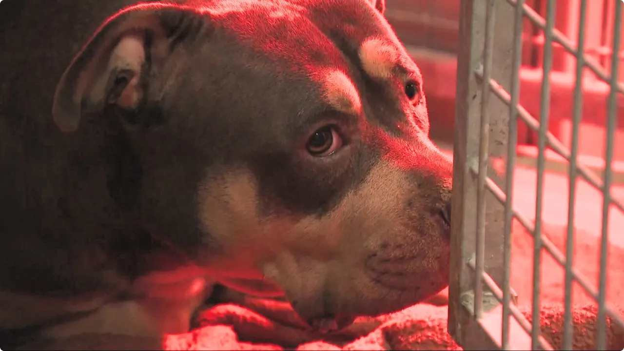 De hond in de opvang. Foto: Het achtergelaten hondje. Beeld: Dierenambulance West Nederland