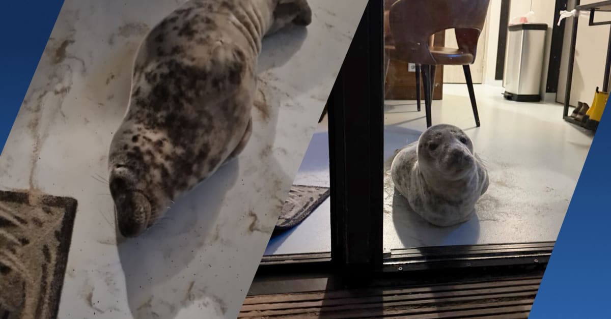 Zeehond pikt hotelkamer Kroatische gasten in en doet schoonheidsslaapje