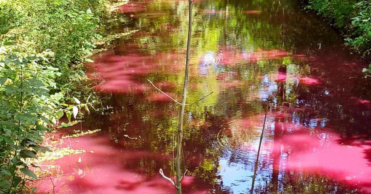 Huh Waarom Is Deze Sloot In Amsterdamse Bos Opeens Flamingo roze huh-waarom-is-deze-sloot-in-amsterdamse-bos-opeens-flamingo-roze