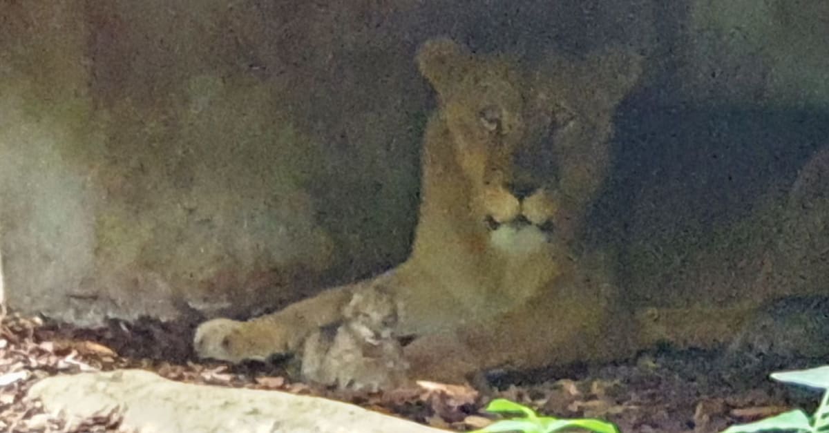 Twee leeuwenwelpjes geboren voor de ogen van bezoekers Burgers' Zoo ...