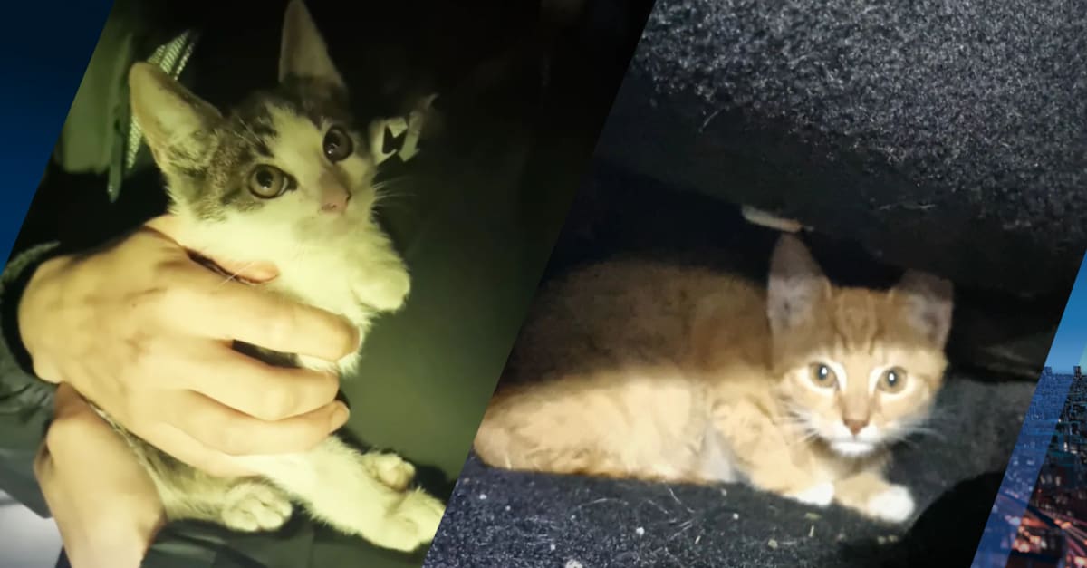 Weer kittens gedumpt, dit keer in Assen: 'Het is bij de beesten af