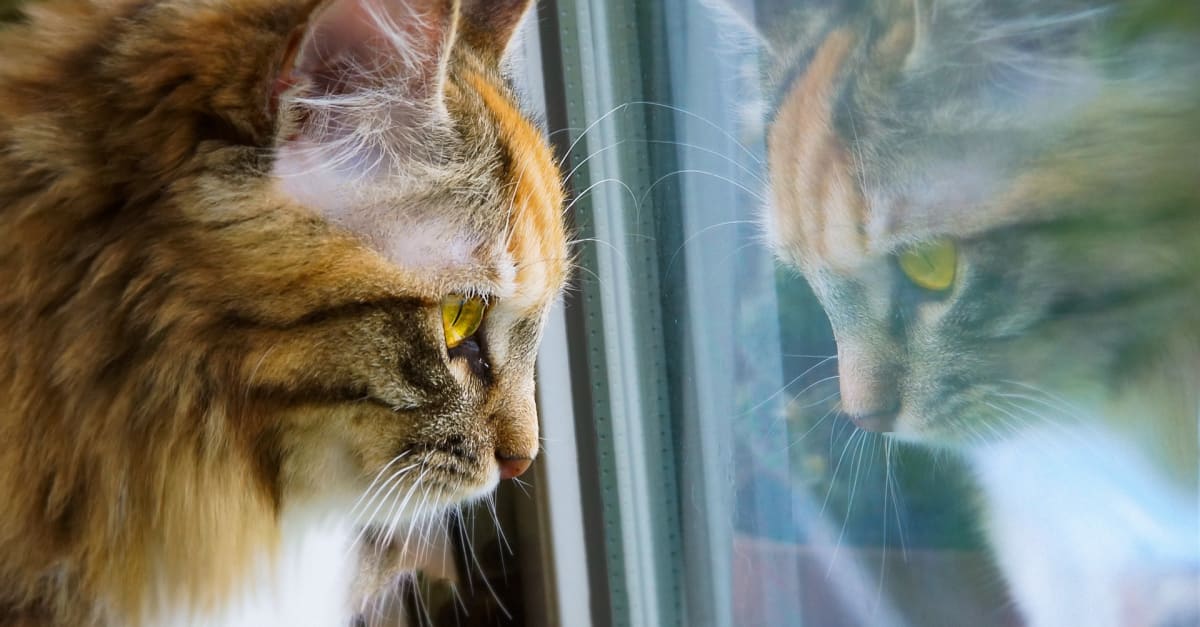 Dierenambulance: pas op dat je kat niet vast komt te zitten in