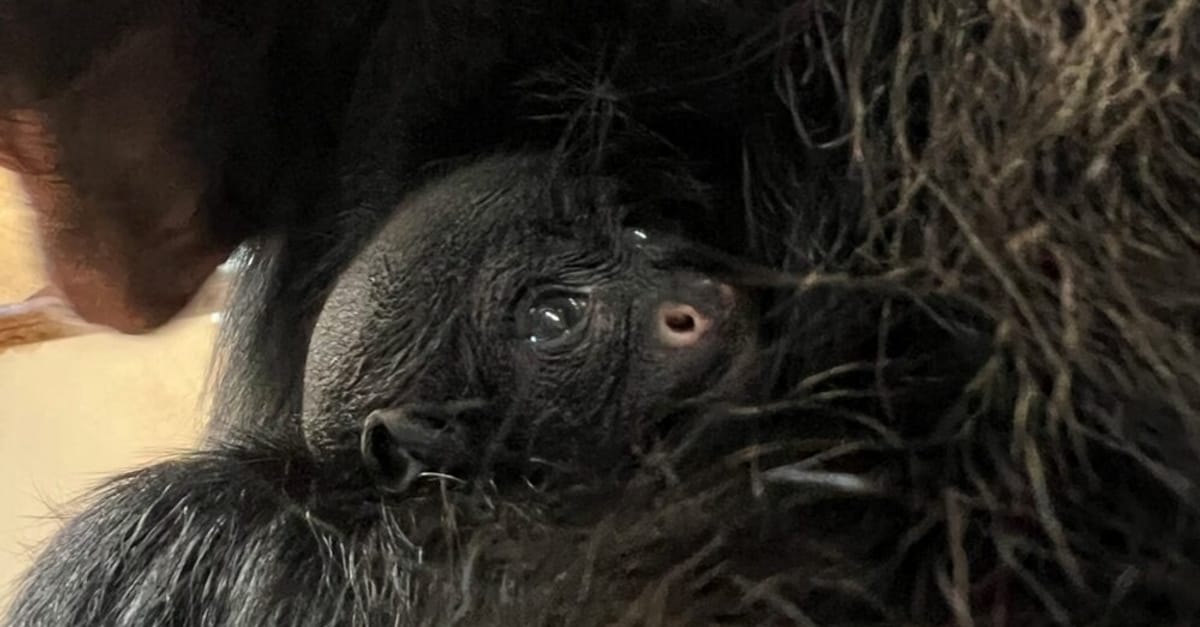 Zeldzame slingeraap geboren in GaiaZOO in Limburg | Hart van Nederland