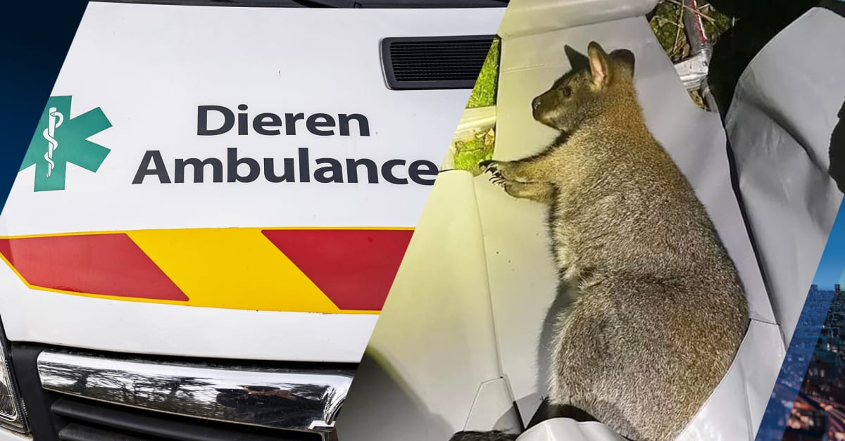 Wallaby zet met nachtwandeling Ammerzoden op stelten: 'Die beesten zijn