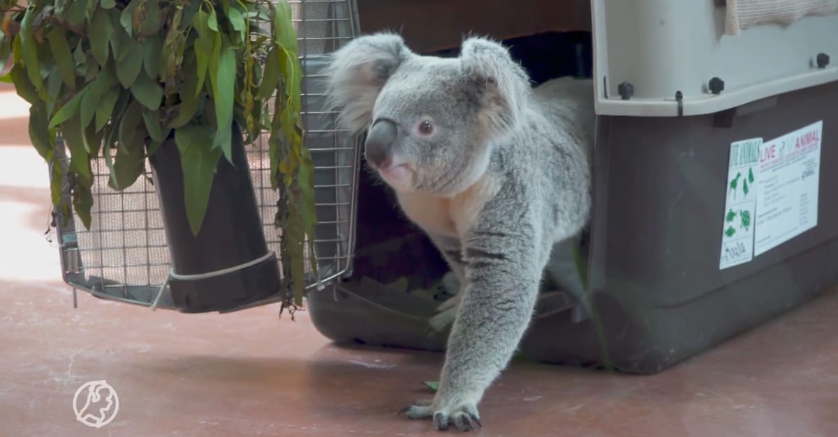 Unieke beelden: eerste koala's ooit landen in Nederland | Hart van