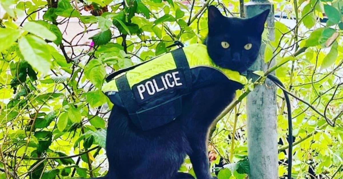 Amsterdamse politiekat Nimis is niet voor de poes, maar wel enorme hit