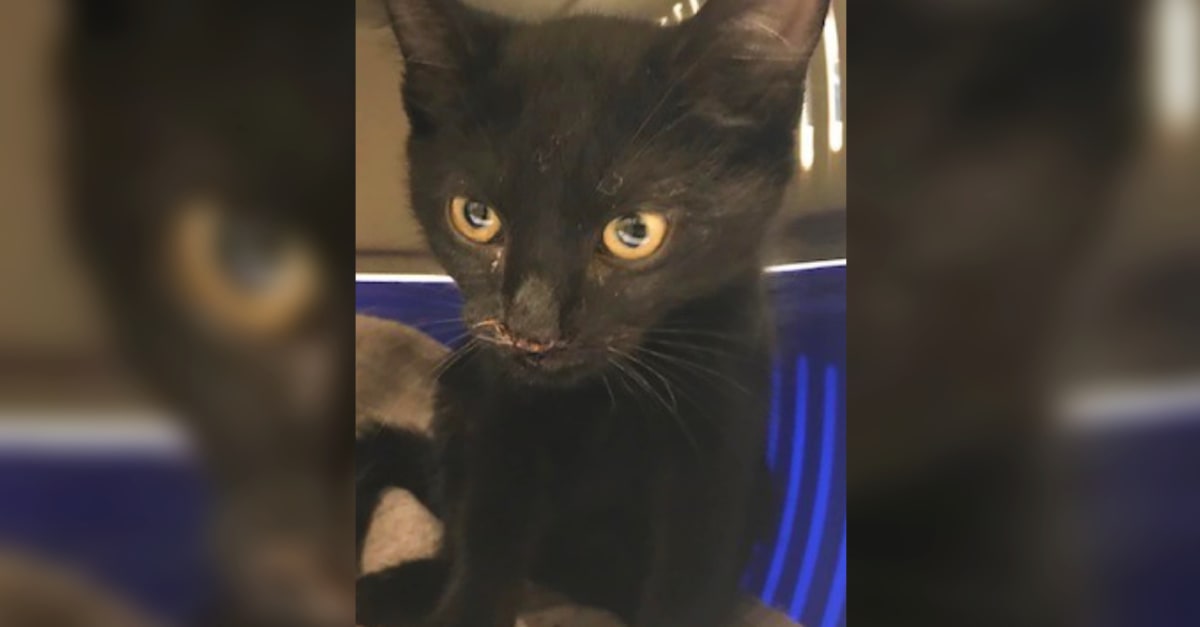 Verwaarloosde kitten loopt met strakke ketting om nek door Rotterdamse