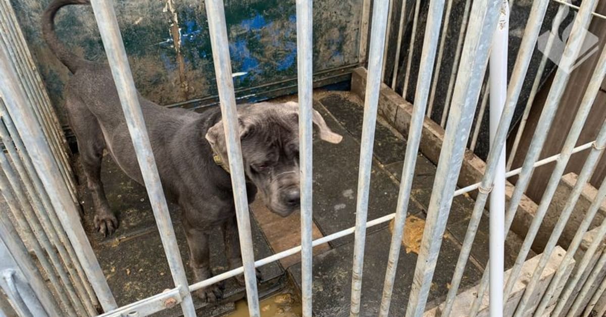 Verwaarloosde honden in beslag genomen 