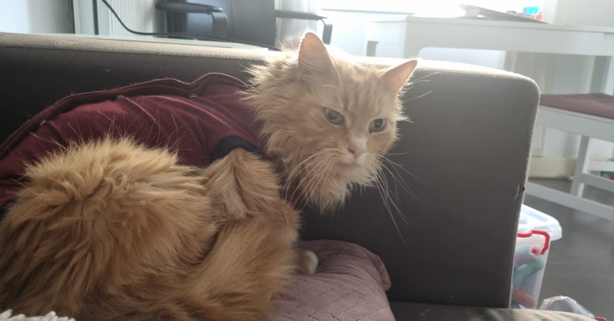 Gespietste kat Budha durft niet meer naar buiten 