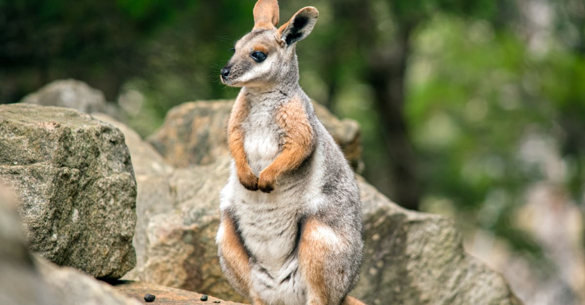 GaiaZOO verwelkomt nieuwe diersoort: de geelvoet-rotswallaby | Hart van