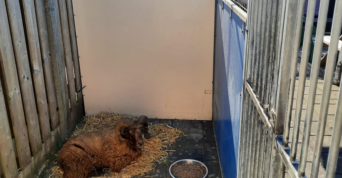 Dierennoodhulp: klein schaapje gedumpt bij Oostvaardersplassen | Hart