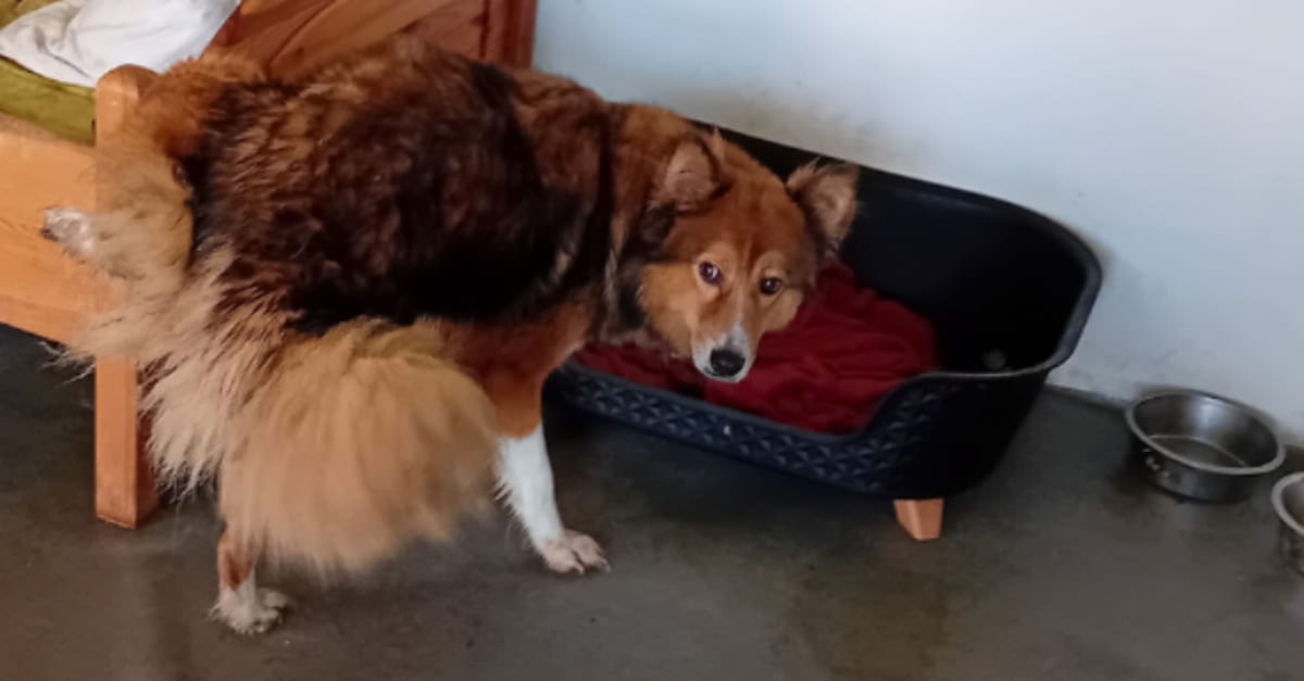 Honden en puppy's gered uit ontzettend vieze omstandigheden Hart van
