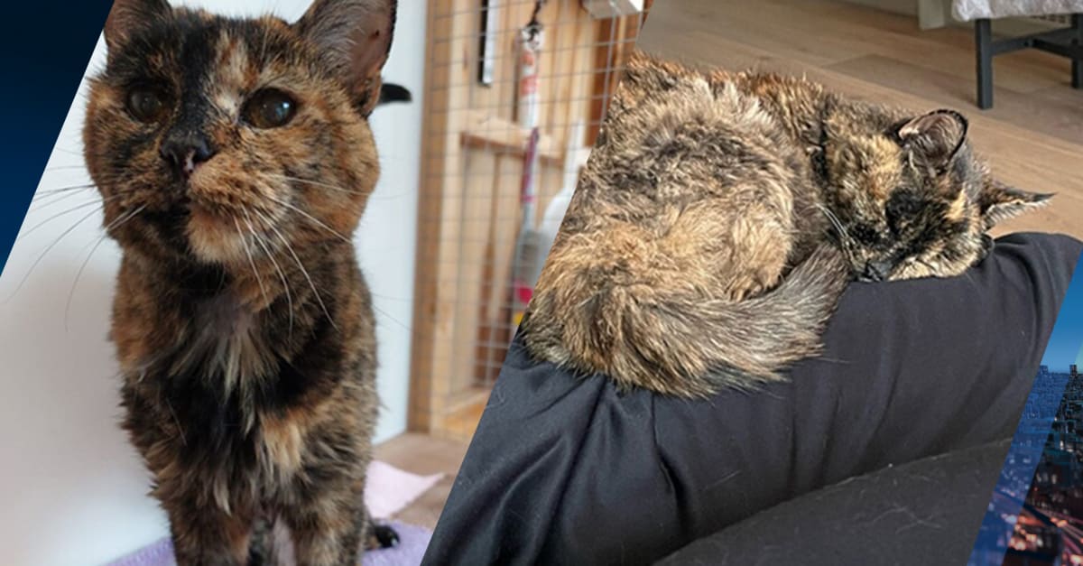 Flossie is de oudste kat ter wereld: 'Ik wist vanaf het begin dat het