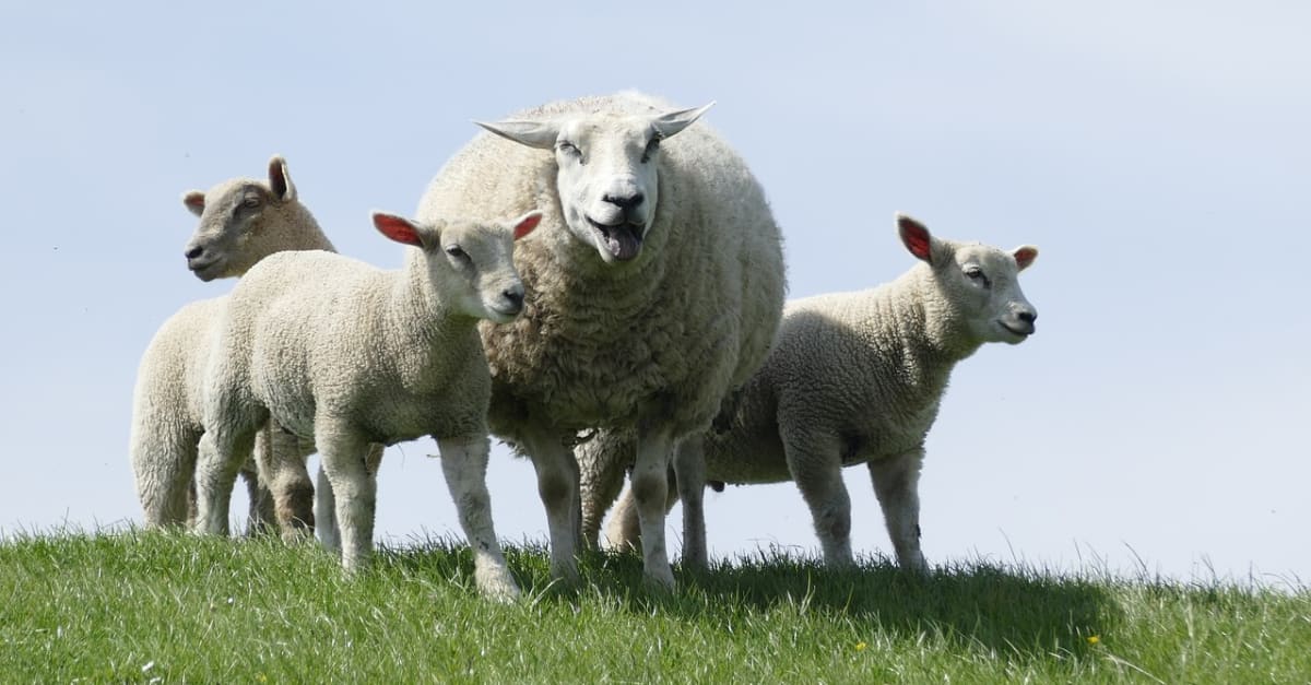 Ontsnapte schapen lopen snelweg op, automobilist rijdt in blinde paniek
