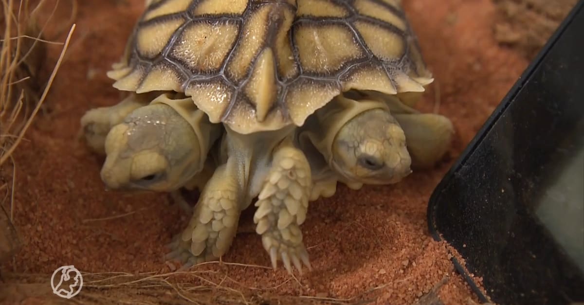 Unieke tweekoppige schildpad geboren: één hart, twee staarten en zes
