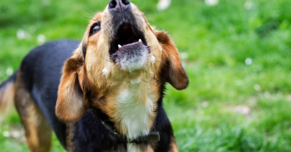 Man die blaffende hond van overburen neerschoot heeft spijt 