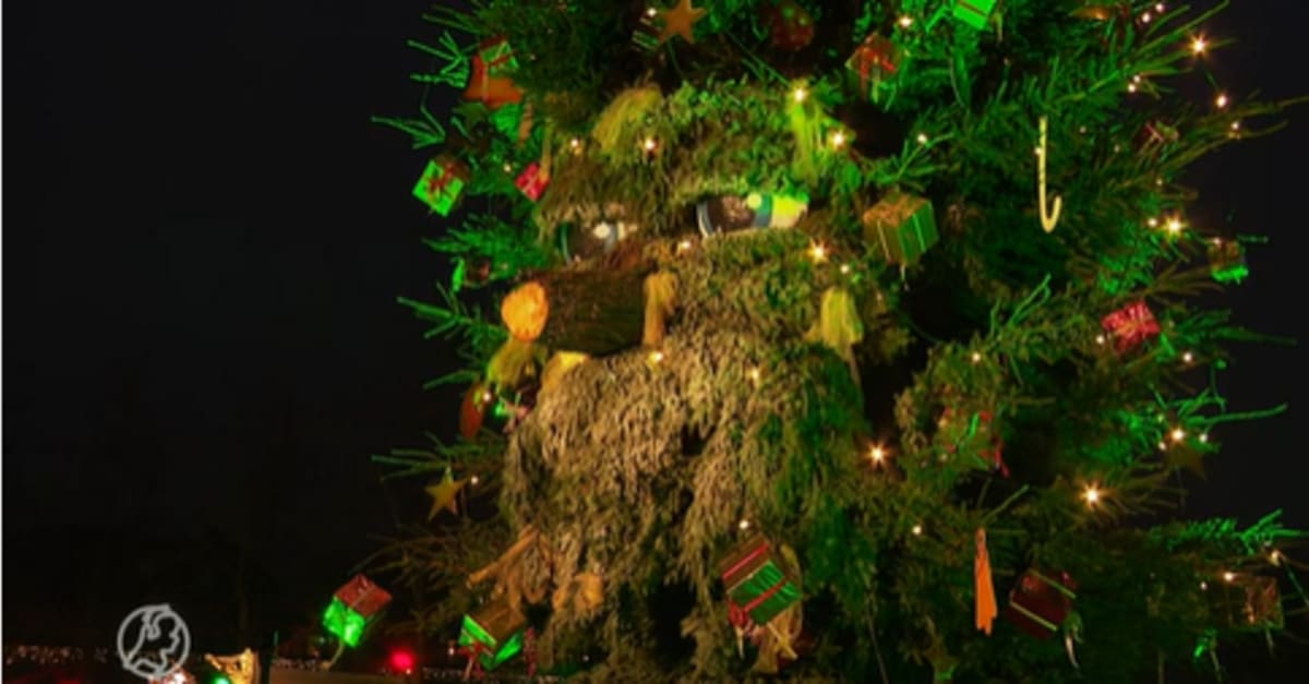 Gemeente gaat overstag de reuzenkerstboom mag weer praten! Hart van