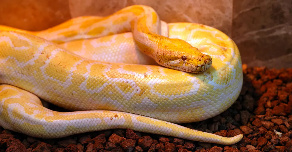 California Python Man met zestig pythons moet van de rechter zijn huurwoning uit ...