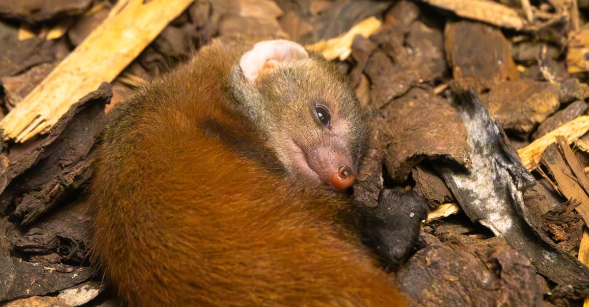 Primeur: eerste keer dat dit dier in Nederland is geboren | Hart van ...