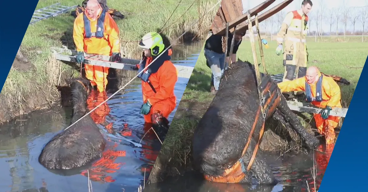Paard zit lange tijd vast in sloot Culemborg, brandweer en boer takelen ...