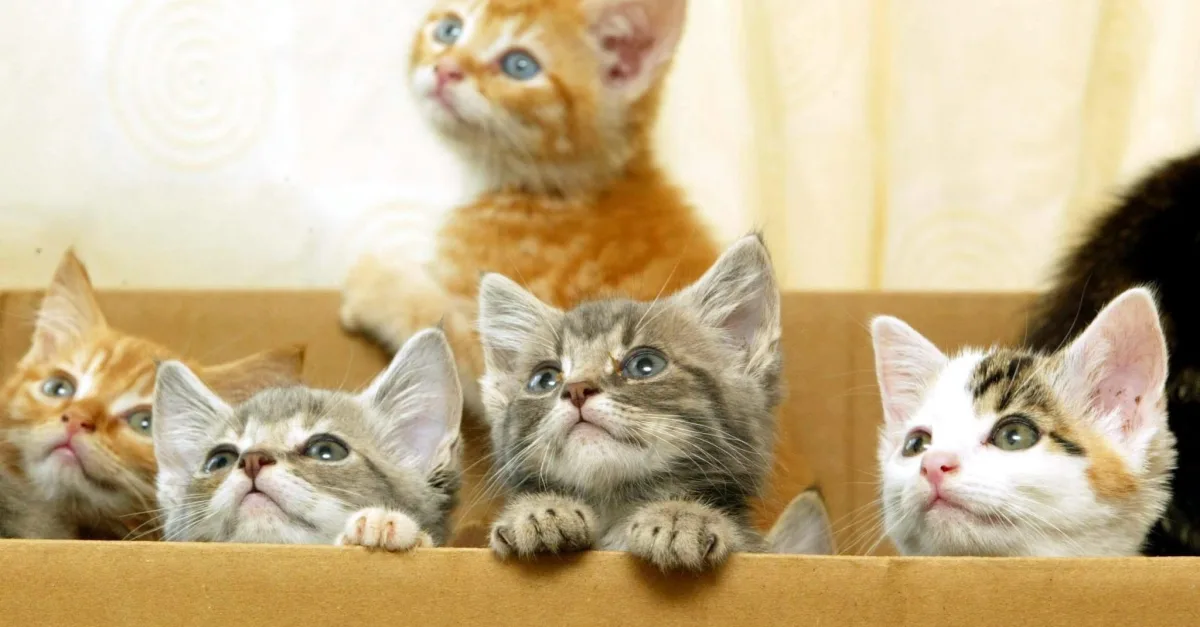 Het is echt zo: je kat 'praat' tegen je, en dit proberen ze je te ...