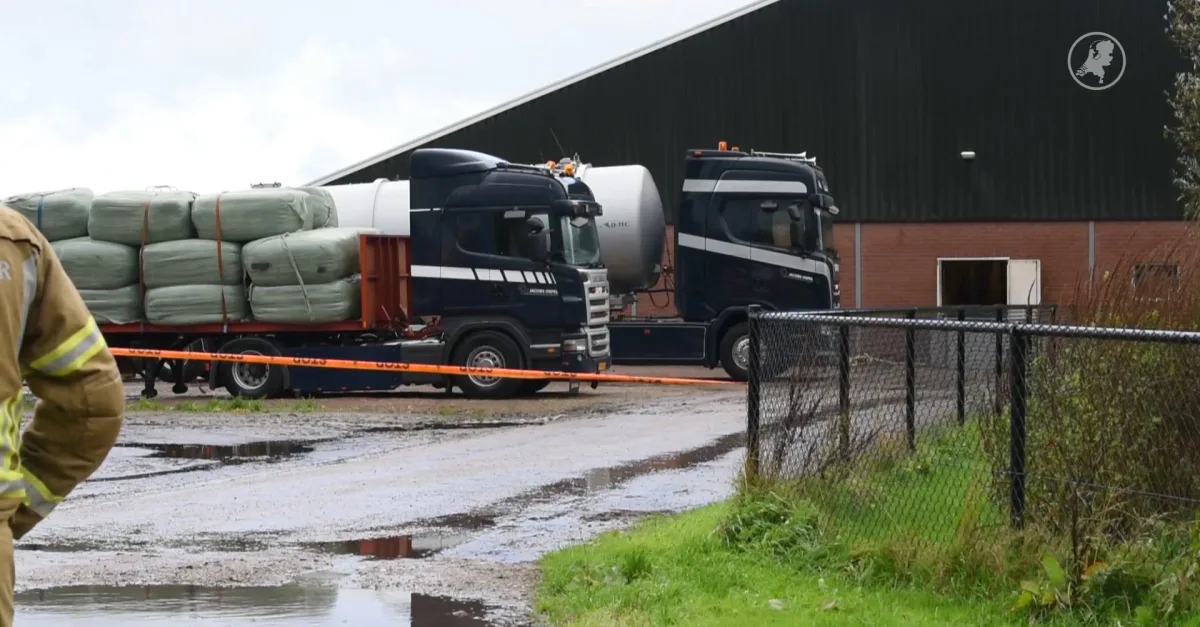 Honderden dode varkens in stal in Ospel, oorzaak nog niet bekend