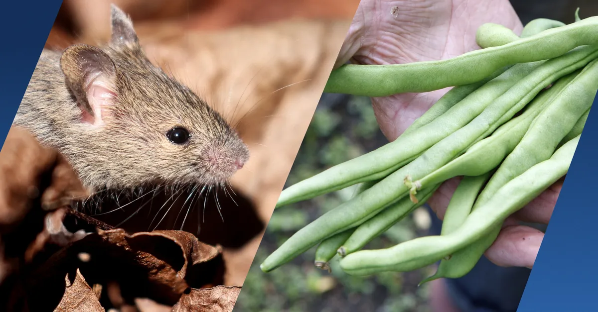 Rotterdams echtpaar vindt dode muis in zak diepvriessperziebonen van ...