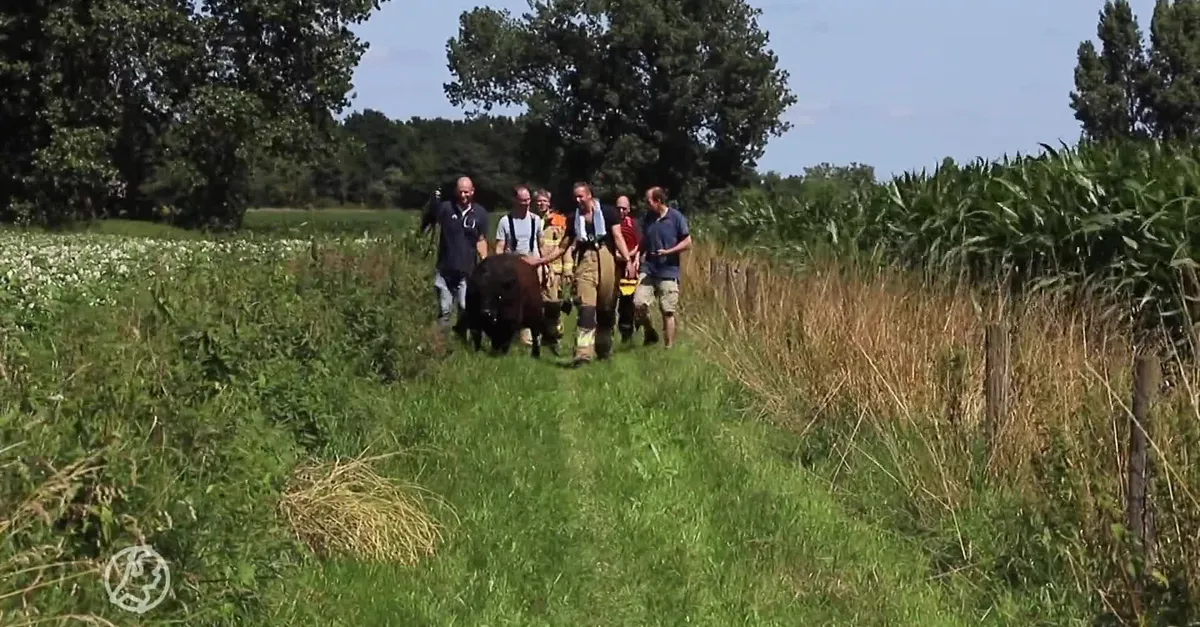 Koe Maas Rhein Drijvende koe uit Maas gered, legde 100 kilometer af vanuit Limburg