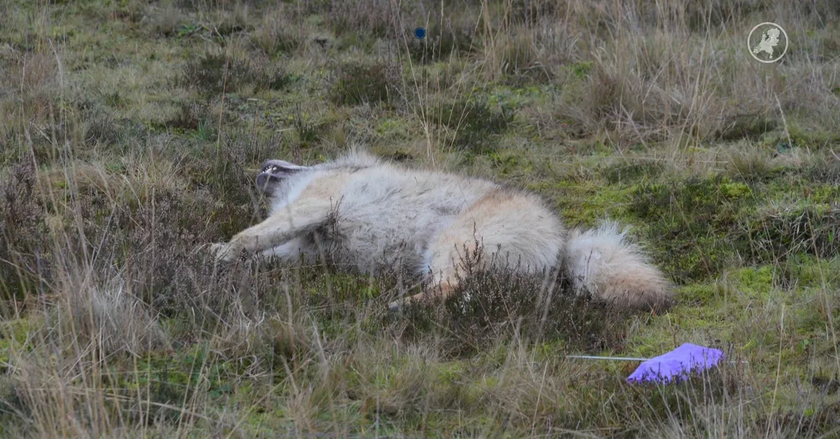 hart-van-nederland-late-editie-weer-dode-wolf-gevonden-in-drenthe